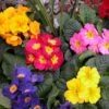 Crescendo® Mixed Primrose -Greatgardenplants 419 1318 popup