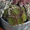 'Jeanne D'Arc' Hens & Chicks -Greatgardenplants 429 1888 popup