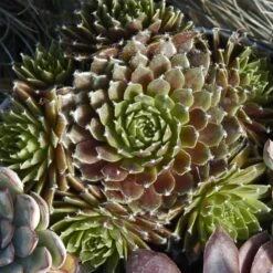 'Jeanne D'Arc' Hens & Chicks -Greatgardenplants 429 1890 popup