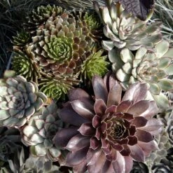 'Jeanne D'Arc' Hens & Chicks -Greatgardenplants 429 1891 popup