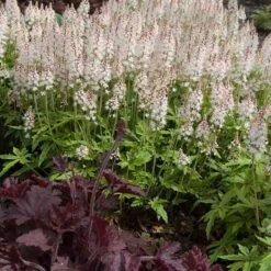 'Sugar & Spice' Foamflower -Greatgardenplants 42 1475 popup
