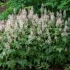 'Sugar & Spice' Foamflower 2 'Sugar & Spice' Foamflower -Greatgardenplants 42 1477 popup