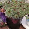 Mrs. Giuseppi Hens & Chicks -Greatgardenplants 432 1608 popup