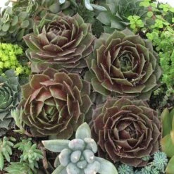 'Rocknoll Rosette' Hens & Chicks -Greatgardenplants 435 1601 popup