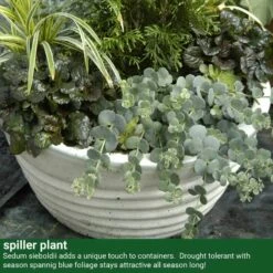 October Daphne Stonecrop -Greatgardenplants 441 2400 popup sw