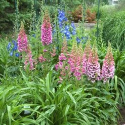 'Giant Shirley' Foxglove -Greatgardenplants 446 1207 popup