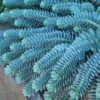 Donkey Tail -Greatgardenplants 447 1208 popup