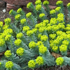 Donkey Tail -Greatgardenplants 447 1209 popup