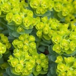 Donkey Tail -Greatgardenplants 447 1210 popup