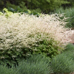 'Chantilly Lace' Goatsbeard -Greatgardenplants 44c3d4bfbc4f2e9f3fc10f8c8e848035
