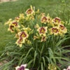 Rainbow Rhythm® 'Star Of The North' Daylily -Greatgardenplants 45234af041b1cbf6cb4b380bc04fc832