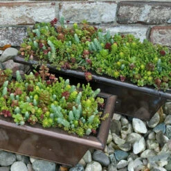 Greatgardenplants -Greatgardenplants 488 1576