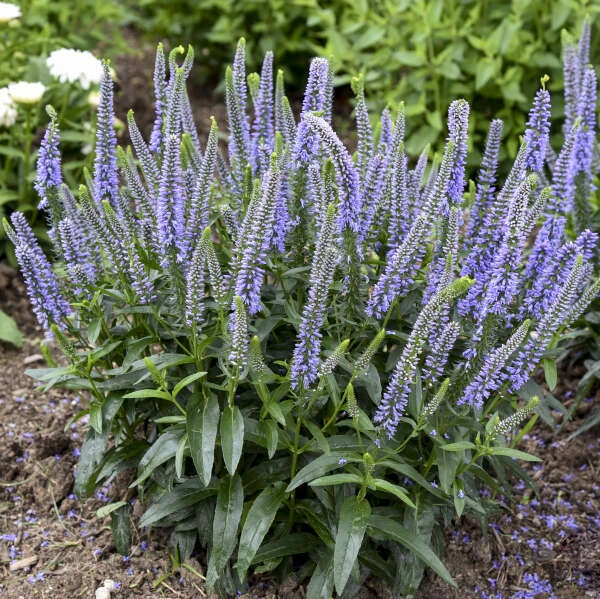 Magic Show® 'Ever After' Spike Speedwell 4 Magic Show® 'Ever After' Spike Speedwell - Image 2