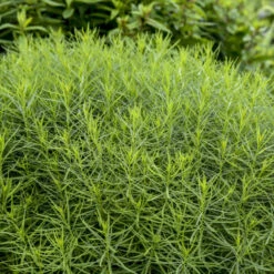 'String Theory' Bluestar 10 'String Theory' Bluestar -Greatgardenplants 499Amsonia StringTheory 4