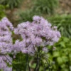 'Cotton Candy' Meadow Rue -Greatgardenplants 4f3d009ea2f7076f81cc28317a7cb7f6