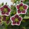 Honeymoon® Romantic Getaway Lenten Rose -Greatgardenplants 503Helleborus RomanticGetaway 1