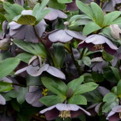 Honeymoon® Vegas Nights Lenten Rose -Greatgardenplants 506Helleborus VegasNights 3