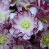 Wedding Party® Blushing Bridesmaid Lenten Rose -Greatgardenplants 507Helleborus BlushingBridesmaid 1