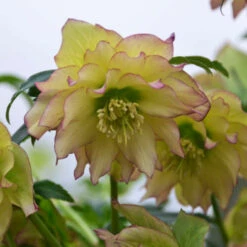 Wedding Party® First Dance Lenten Rose -Greatgardenplants 508Helleborus FirstDance 4