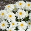 Amazing Daisies® 'Marshmallow' Shasta Daisy -Greatgardenplants 511Leucanthemumsuperbum Marshmallow 1