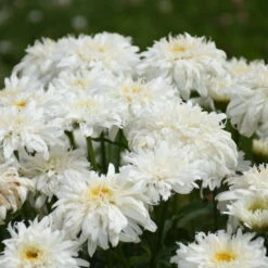 Amazing Daisies® 'Marshmallow' Shasta Daisy -Greatgardenplants 511Leucanthemumsuperbum Marshmallow 3