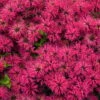 'Leading Lady Razzberry' Bee Balm -Greatgardenplants 514Monarda LeadingLadyRazzberry 1