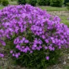 'Opening Act Romance' Hybrid Phlox -Greatgardenplants 517Phlox OpeningActRomance 1