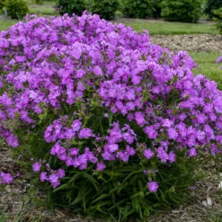 'Opening Act Romance' Hybrid Phlox