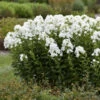 Luminary™ 'Backlight' Tall Garden Phlox -Greatgardenplants 518Phloxpaniculata Backlight 1