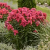 Luminary™ 'Sunset Coral' Tall Garden Phlox -Greatgardenplants 519Phloxpaniculata SunsetCoral 1