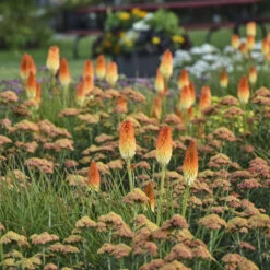 Pyromania® 'Hot And Cold' Red Hot Poker -Greatgardenplants 51c4a1424bc3a0339c0fd136f0ba90c8