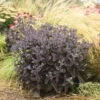 Rock 'N Grow® 'Back In Black' Stonecrop -Greatgardenplants 520Sedum BackinBlack 1