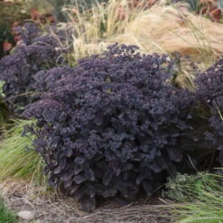 Rock 'N Grow® 'Back In Black' Stonecrop -Greatgardenplants 520Sedum BackinBlack 4