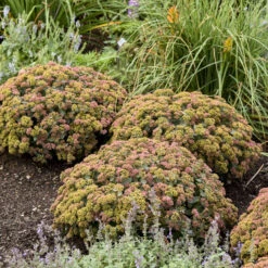 Rock 'N Grow® 'Coraljade' Stonecrop -Greatgardenplants 522Sedum Coraljade 3