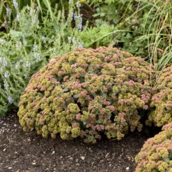 Rock 'N Grow® 'Coraljade' Stonecrop -Greatgardenplants 522Sedum Coraljade 4