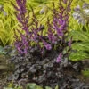 'Dark Side Of The Moon' Astilbe -Greatgardenplants 525Astilbe DarkSideoftheMoon 3