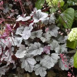 Dolce® 'Silver Gumdrop' Coral Bells -Greatgardenplants 525 1969 popup sw