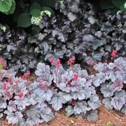 Dolce® 'Silver Gumdrop' Coral Bells -Greatgardenplants 525 1972 popup sw