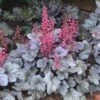 Dolce® 'Silver Gumdrop' Coral Bells 2 Dolce® 'Silver Gumdrop' Coral Bells -Greatgardenplants 525 1975 popup sw