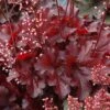 Forever® Red Coral Bells -Greatgardenplants 527 1988 popup