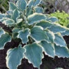 Shadowland® 'Hope Springs Eternal' Hosta -Greatgardenplants 529Hosta HopeSpringsEternal 1