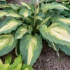 Shadowland® 'Love Story' Hosta -Greatgardenplants 52ad05361f3541199a76ec17c9a6bc7f