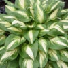 Shadowland® 'Miss America' Hosta -Greatgardenplants 530Hosta MissAmerica 1
