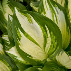 Shadowland® 'Miss America' Hosta -Greatgardenplants 530Hosta MissAmerica 4