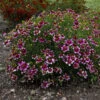 Sizzle & Spice® 'Zesty Zinger' Tickseed -Greatgardenplants 531Coreopsisverticillata ZestyZinger 1