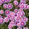 Kaleidoscope™ 'Pink Radiance' Ice Plant -Greatgardenplants 533d6cad7dc6017ac96b6b94daa8e5db