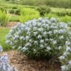 'Starstruck' Bluestar -Greatgardenplants 534Amsonia Starstruck 1