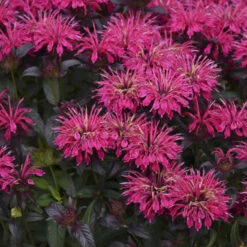 Sugar Buzz® 'Berry Taffy' Bee Balm -Greatgardenplants 542Monarda BerryTaffy 2