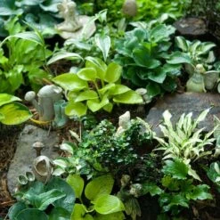 'Sun Mouse' Hosta 7 'Sun Mouse' Hosta -Greatgardenplants 542 2217 popup