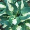 'Half And Half' Hosta -Greatgardenplants 544 2068 popup